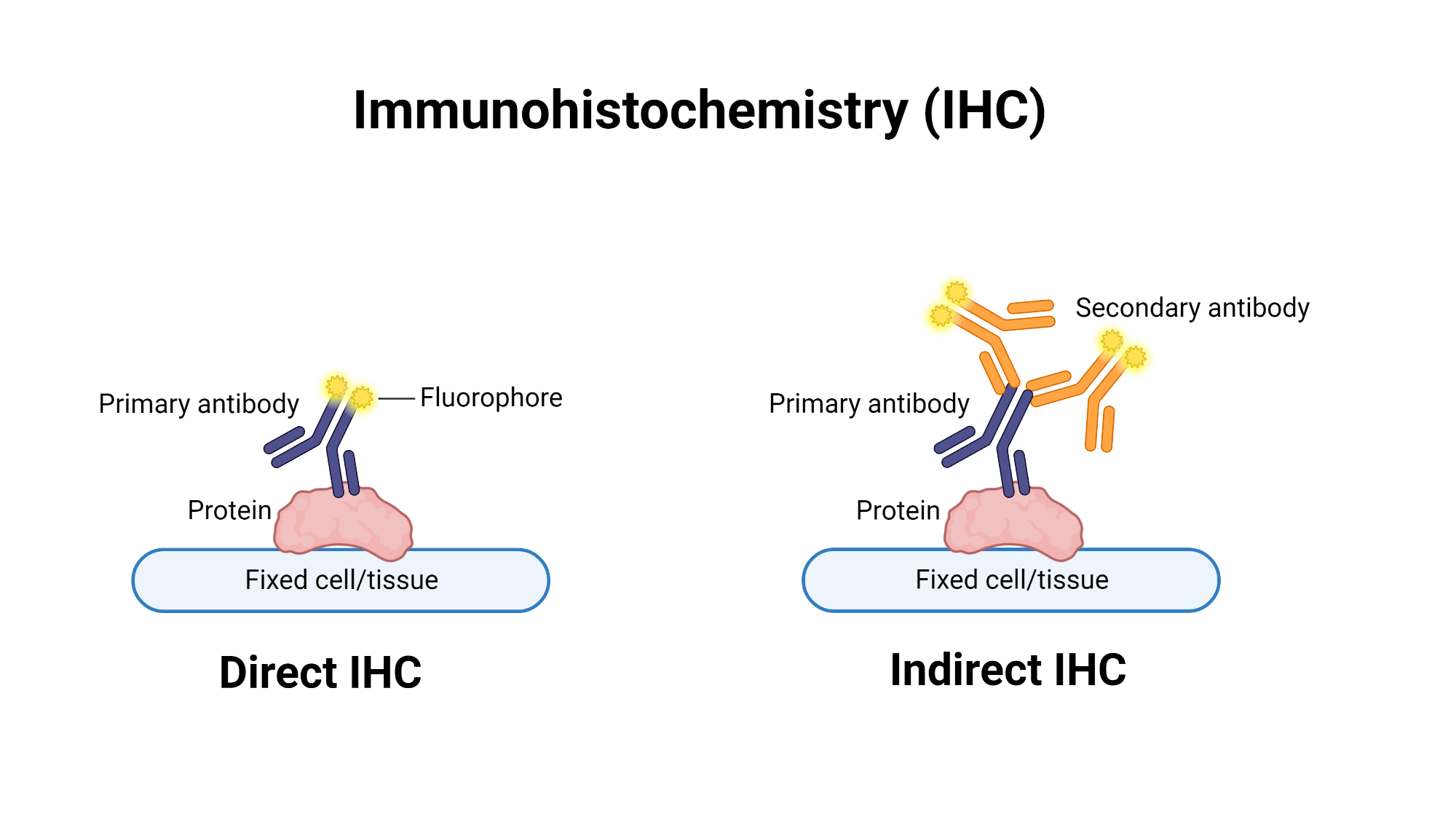Basic Ihc Protocol Week 2: A Look Into the Protocol